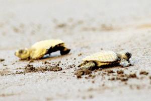 Olive Ridley hatchlings begin new journey from Gahirmatha