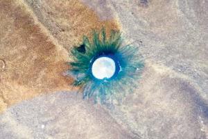 Mumbai: Blue buttons wash up on Gorai beach
