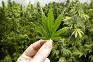 Cancer patients more likely to use marijuana, says Study
