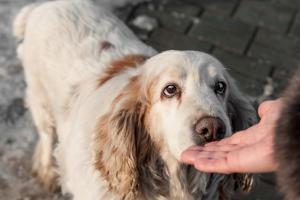 Dogs can sniff out cancer in blood with 97 percent accuracy