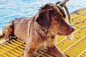 Oil rig crew rescues dog found 220 km off gulf shore