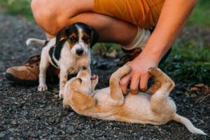 Fostering reduces stress levels in dogs, says new Study