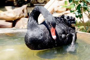 Mumbai: Duck tales at Bird Park in Esselworld