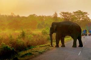 Luxury in the wild at Jim Corbett National Park