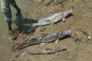 Fishes found dead on the banks of river Tunga in Karnataka