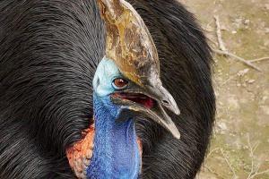 Emu-like bird accidentally kills 75-year-old owner in Florida