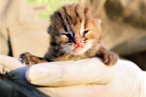 Rusty-spotted cat found in field reunited with its mother in Ahmednagar