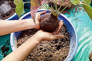 Kokedama workshop to teach you techniques of Japanese art in Borivli