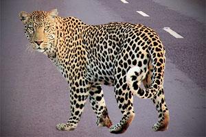 Leopard spotted strolling on Mumbai-Agra highway