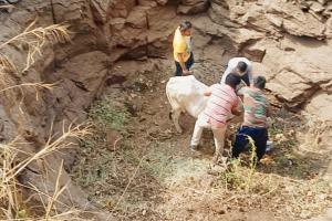 Pune: Trekking rescuers called in to save cow in quarry