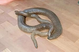 Two held with rare species of snake in Palghar