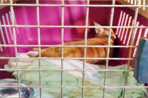 BMC puts sterilising stray cats on hold until 2019 elections end