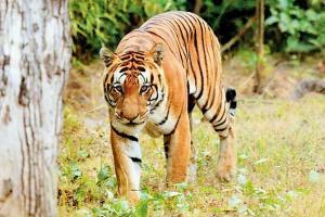 Officers search Tadoba on foot to curb snares