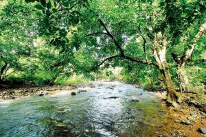 Mumbai event: Learn about diverse flora from naturalists at SGNP