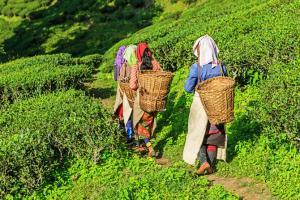 Development overshadows Gorkhaland demand in Darjeeling 