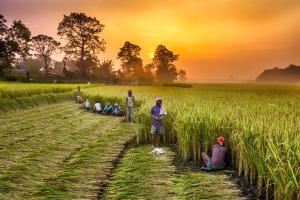Wheat crop worth crores damaged in Punjab, Haryana