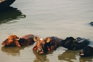 Ice slabs, fruits, glucose keep animals cool at Gujarat zoo