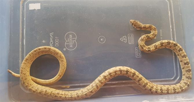 snake glossy