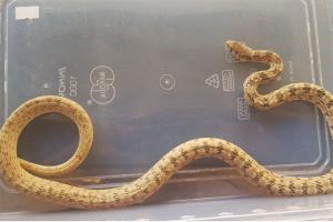 Mumbai: Rare species 'Glossy Bellied Racer' snake found in Chembur