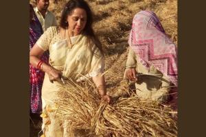 Hema Malini works in field with workers harvesting wheat crop