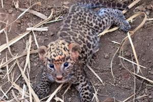 Two leopard cubs rescued and reunited with mother in Maharashtra