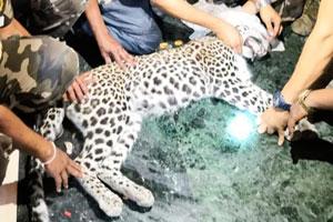 Leopard caught in Marol after 2 hours of struggle