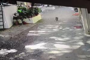 Watch video: Leopard enters society in Marol; caught after two hours
