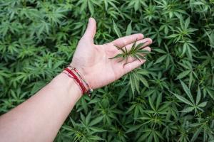 Man held for growing marijuana, says he didn't know it was illegal