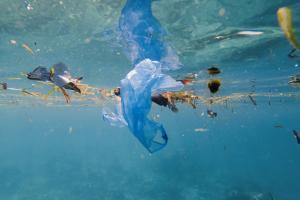 Seychelles president's underwater speech: Protect our oceans