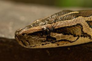Rock python lands up in toilet in Bhandup, woman faints with shock