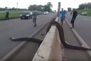 Watch Video: Giant anaconda halts traffic as it crosses road in Brazil