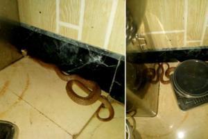 Venomous Indian Spectacled Cobra rescued from kitchen in Mulund
