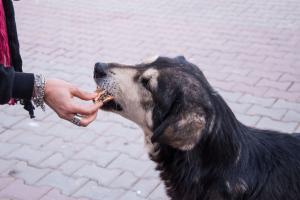 Mumbai: Housing society slaps Rs 3.60 lakh fine for feeding stray dogs 
