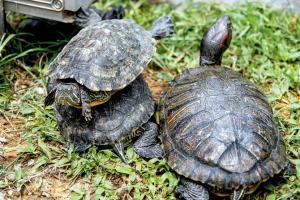 Singapore sanctuary turtles face uncertain future
