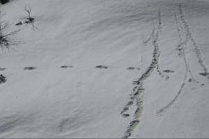 Indian Army finds the abominable snowman in the Himalayas?