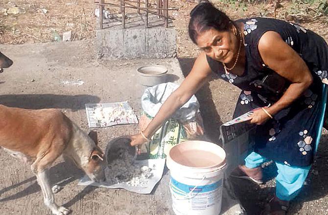 In May 2019, the DN Nagar Police booked a resident of a cooperative housing society in Andheri west, for allegedly thrashing a 62-year-old animal activist, Anjali Chaudhari. Chaudhari was allegedly hit when she was outside a Lokhandwala housing society feeding stray dogs. Chaudhari and the members of the society had been at loggerheads in the matter of feeding strays. The case is ongoing