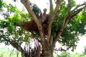 Man lives atop tree to safeguard himself from wild elephants