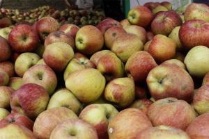 Apple growers, bat makers set to face massive losses in Kashmir