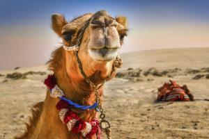 Seven camels rescued from being sacrificed on Eid-Al-Adha by PETA India
