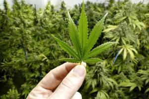 Over 974 kg cannabis worth Rs 90 lakh seized in Odisha, two arrested