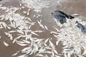 Fishermen shun Bombay duck, once city's favourite
