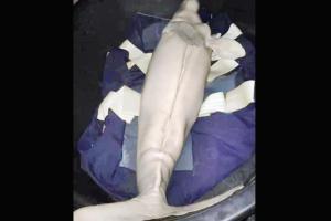 Beloved baby Dugong dies in Thailand with plastic in stomach