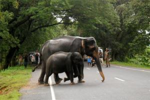 Three elephants mowed down by speeding truck on National Highway-20