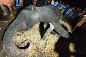62-year-old elephant dies due to prolonged fever in Karnataka
