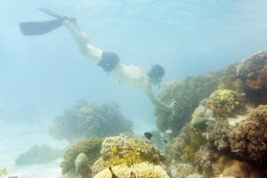 'Great Barrier Reef has transitioned to very poor conditions'