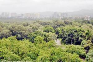 Mumbai: City environmentalist to hold an exhibition to save mangroves