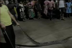 8-foot-long python rescued from open field in Odisha's Jajpur district