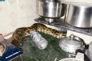 Mumbai Rains: Nine snakes rescued in a single day across city