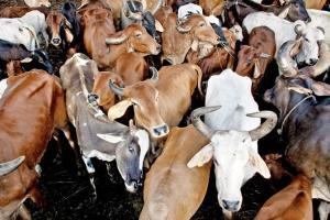 Mumbai: Parel vet hospital to issue 'natural' death certificate to cows