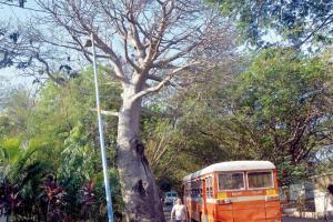 Mumbai: Row over cutting of 2,646 Aarey trees escalates 